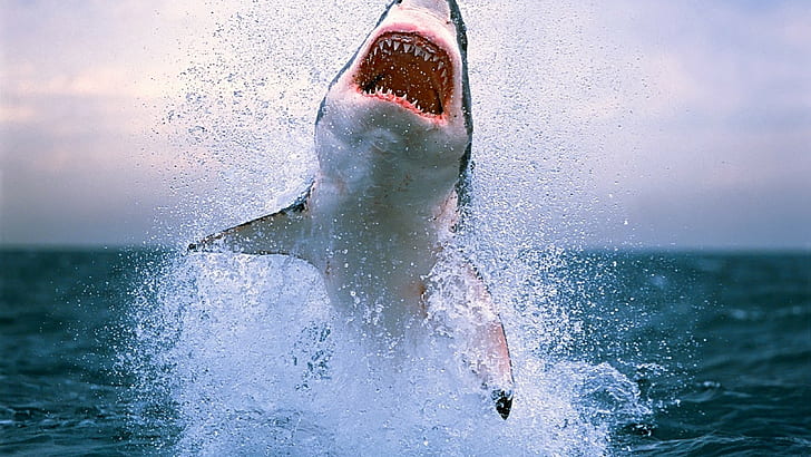 Great White Shark, HD wallpaper