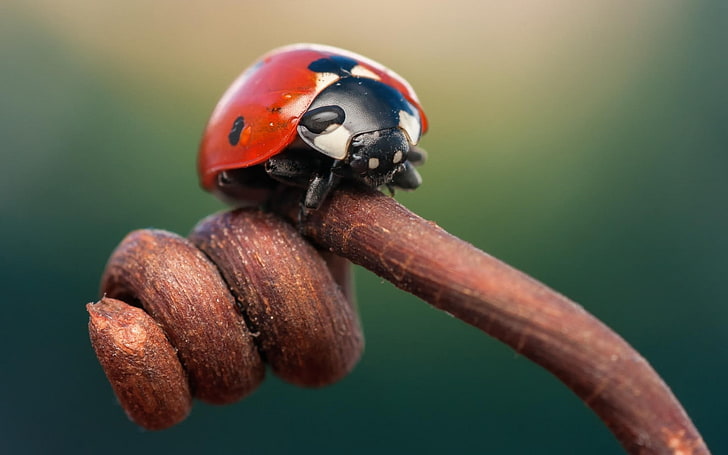 ladybugs, close-up, beetle, focus on foreground, animals in the wild, HD wallpaper