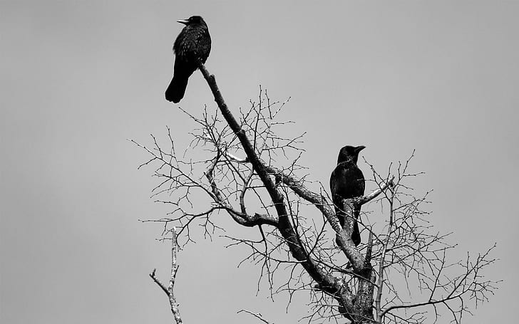 Black Crows, birds, photography, spooky, white, animals, HD wallpaper