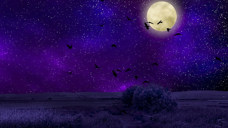 sky, purple night sky, starry night, field, full moon, birds, HD wallpaper