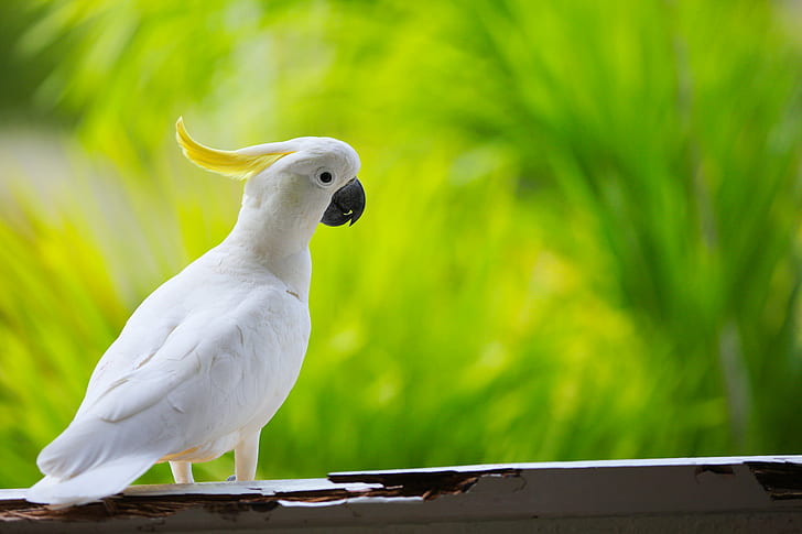 shallow focus photo of white cockatoo, Sulphur Crested Cockatoo, HD wallpaper