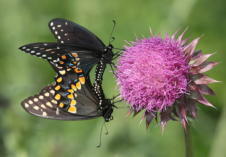 close up photography of two butterflies on pink flower, on Top