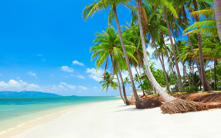 Koh Samui Thailand Tropical Beach With Coconut Palm Trees 38400×2400, HD wallpaper