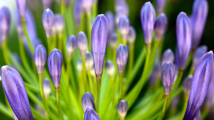 Purple 1080p Flower, flowers, HD wallpaper