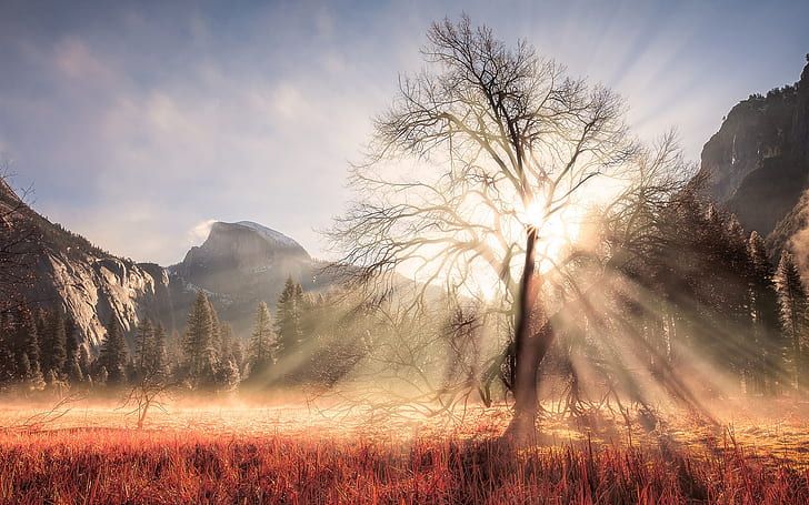 USA, California, Yosemite National Park, winter, tree, sun rays, mountains, bare tree