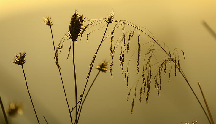 brown grain in macro photography, nature, sunset, plant, summer