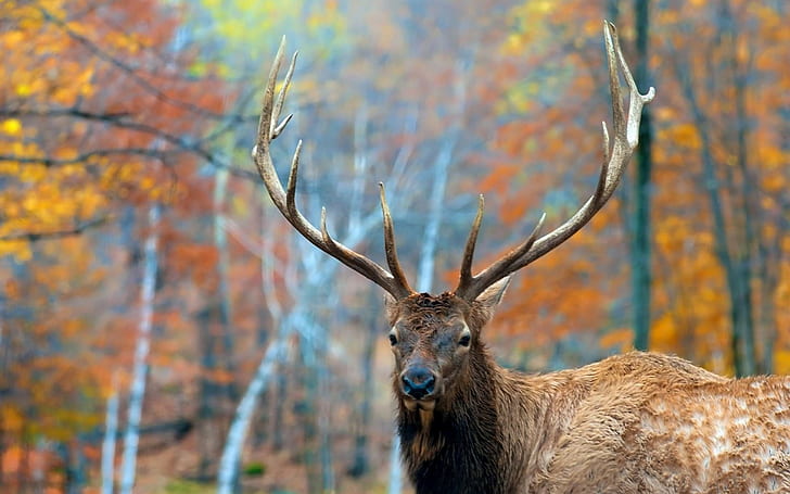 wildlife, deer, animals, HD wallpaper