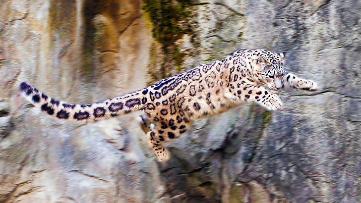 Snow Leopard Leopard Jump Stop Action HD, animals, HD wallpaper