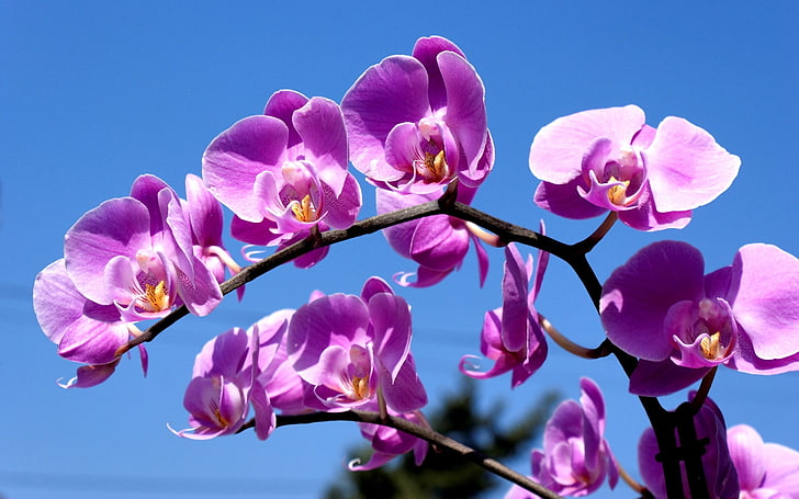 purple moth orchid, flower, macro, sky, blue, nature, pink Color, HD wallpaper