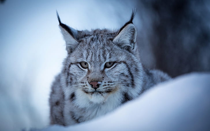 Lynx, wild cat, face, snow, winter, HD wallpaper