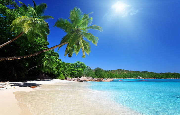 green coconut tree, sand, sea, beach, the sky, clouds, landscape