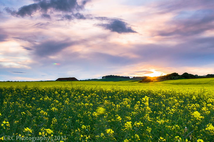 yellow Rapeseed flower field at sunset, Fields, Fife, sunburst