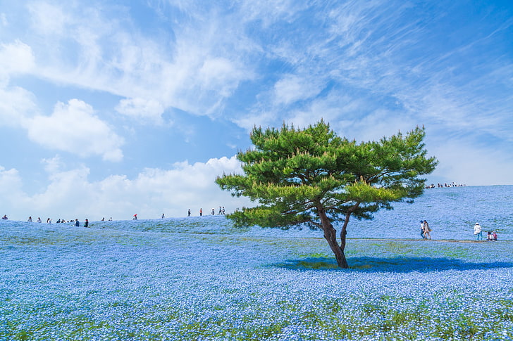 blue, Japan, sky, trees, blue flowers, water, plant, sea, land, HD wallpaper