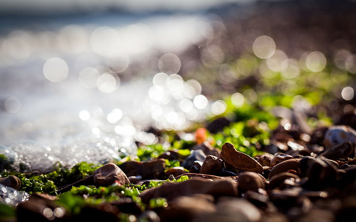 depth of field, macro, sunlight, pebbles, bokeh, rock, seaweed, HD wallpaper