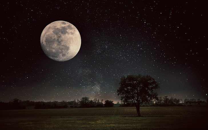 green leafed tree, Moon, trees, field, nature, night, astronomy, HD wallpaper