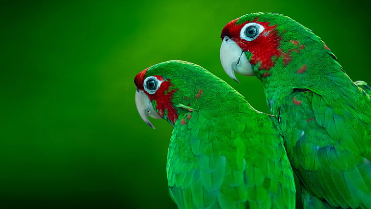 HD wallpaper: The Red Crowned Amazon Amazona Viridigenalis Known As The  Green Cheeked Amazon Red Headed Parrot Hd Wallpaper For Mobile Phones And  Tablet 3840×2160 | Wallpaper Flare