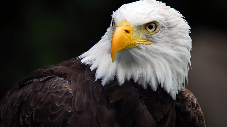 American Bald Eagle Desktop Hd Wallpaper For Pc Tablet And Mobile 5200×2925