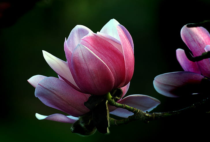 selective focus photography of pink Magnolias, magnolia, Magnolia. Campbellii