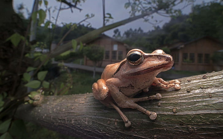frog, trees, animals, nature, amphibian, depth of field, closeup, HD wallpaper