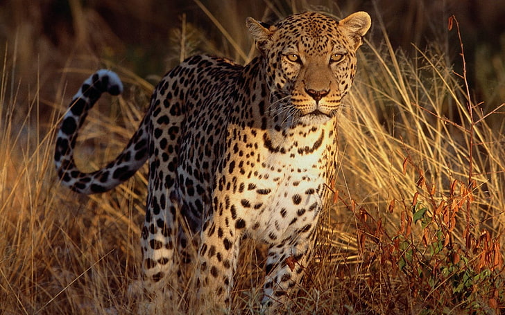 leopard, leopard (animal), big cats, mammals, animals, feline, HD wallpaper