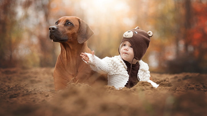 adult short-coated brown dog, animals, baby, hat, depth of field