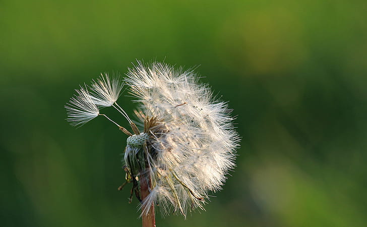 white Dandelion selective focus photography, Montreal, Nature, HD wallpaper