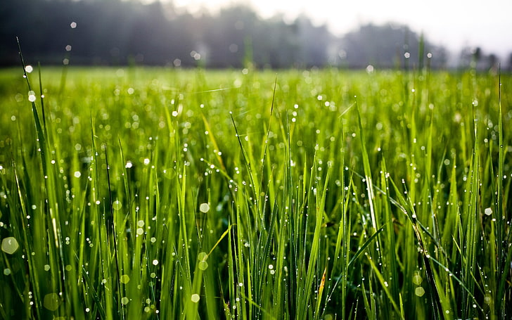 green grass field, macro, water drops, nature, green Color, freshness, HD wallpaper