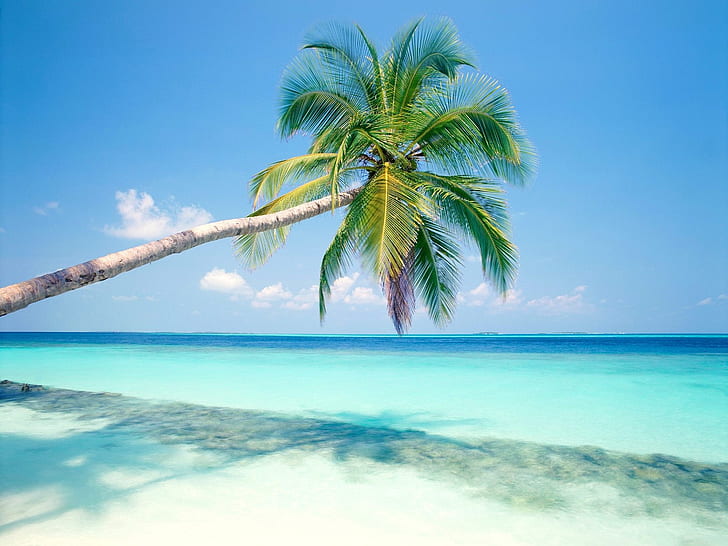 HD wallpaper: Blue beach a coconut tree, green coconut tree | Wallpaper  Flare