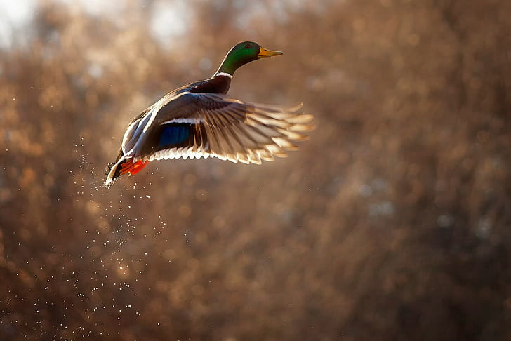 Bird duck, brown and blue mallard duck, background, drops, bokeh, HD wallpaper