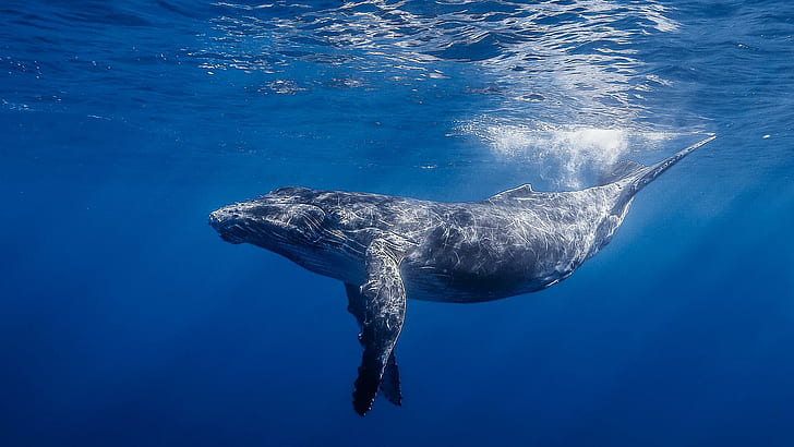 Underwater Largest Whale, animals, fish, blue, blue water, HD wallpaper
