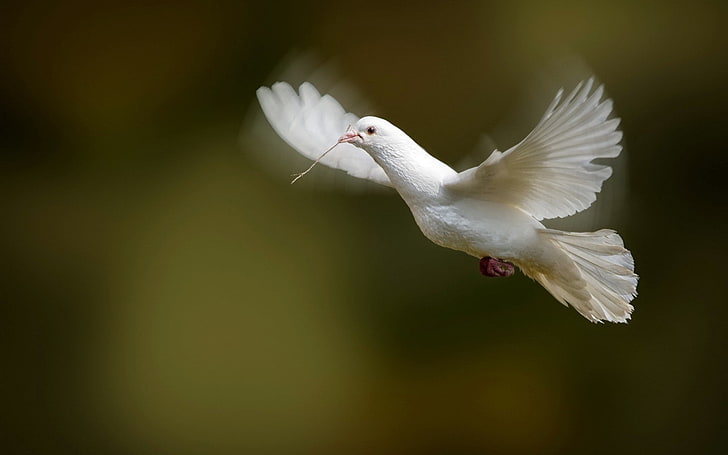 white dove, bird, flap, wings, nature, animal, flying, feather, HD wallpaper