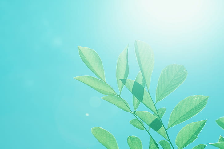 plants, sunlight, HD wallpaper
