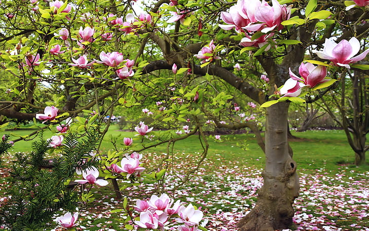 Magnolia Tree Bloom Pink Flowers 2560×1600