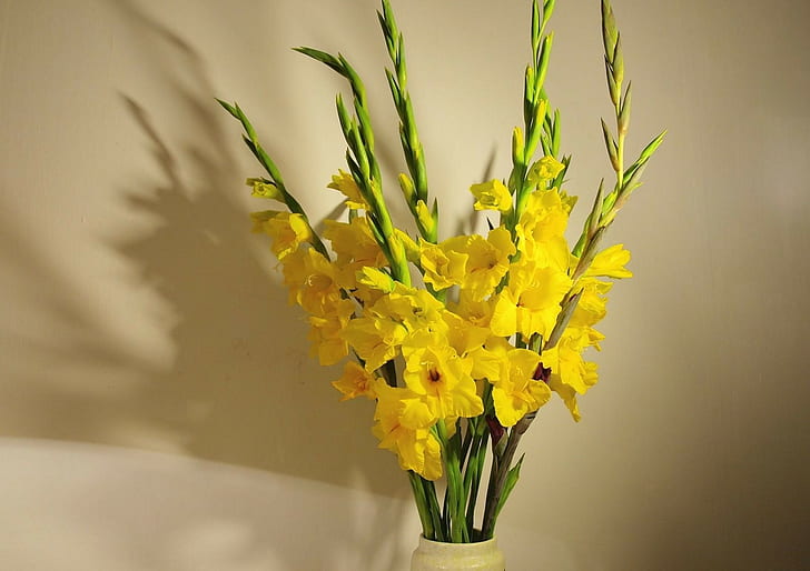 Gladioli, Yellow, Bouquet, Vase, Wall, flower, flowering plant, HD wallpaper