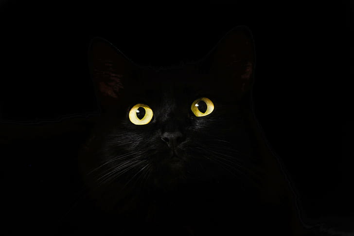 black, looking, eyes, cat, gaze, view, staring