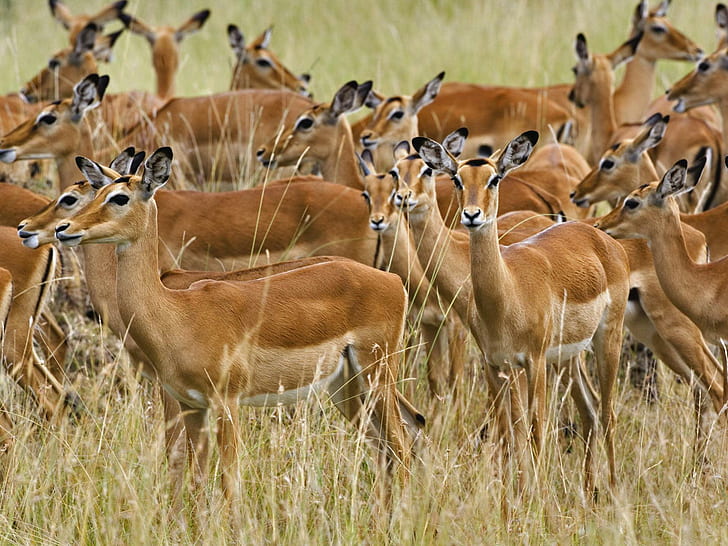 Gazelle Impala African Antelopes, animals, gazelles, deer, HD wallpaper