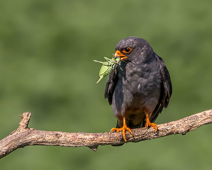 black bird on branch, red-footed falcon, red-footed falcon, Male
