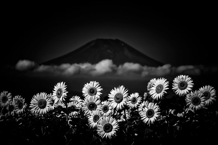 flowers, nature, monochrome, Mount Fuji, Japan, flowering plant