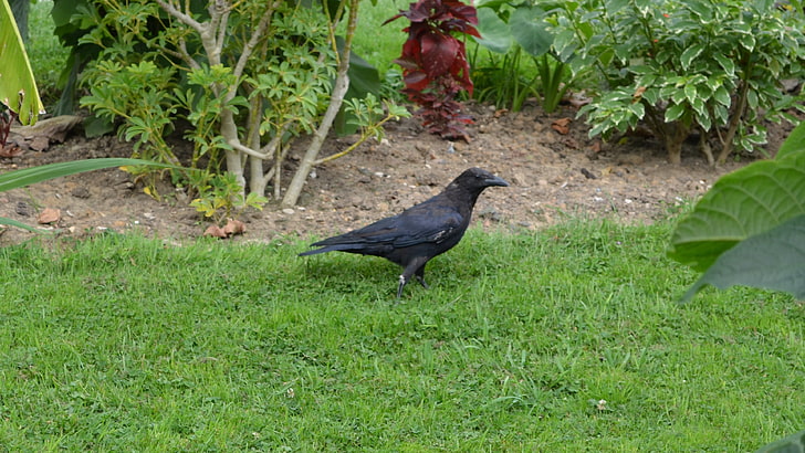 black raven, green, grass, crow, birds, plant, animal themes