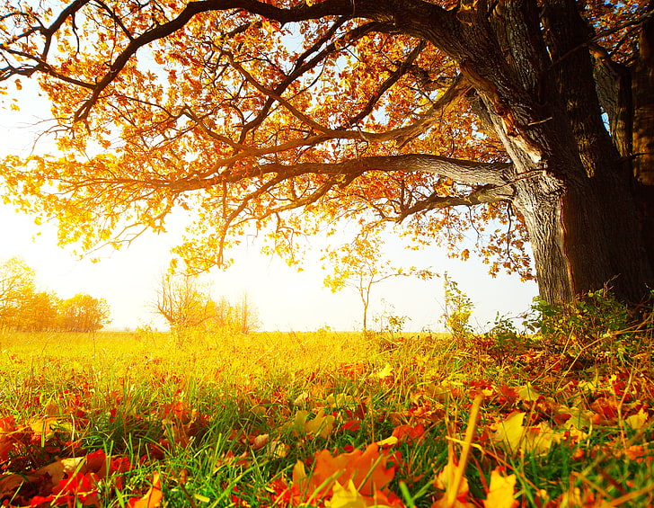 green grass, fall, leaves, nature, tree, autumn, yellow, leaf, HD wallpaper