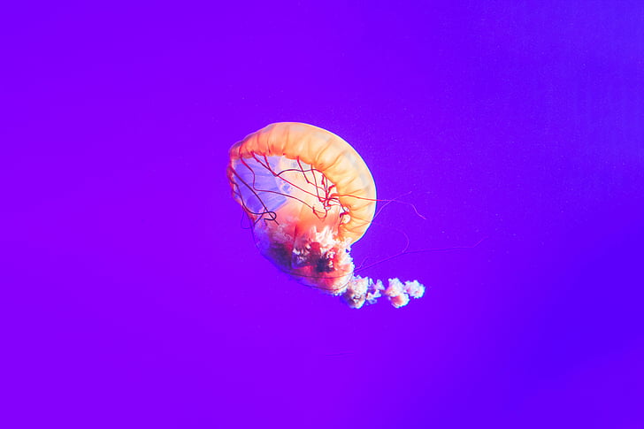 Jellyfish, Underwater, Aquarium, Gradient, 4K, 8K, 10K
