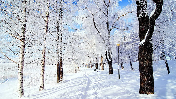 HD wallpaper: winter scenes desktop backgrounds 2560x1440 | Wallpaper Flare