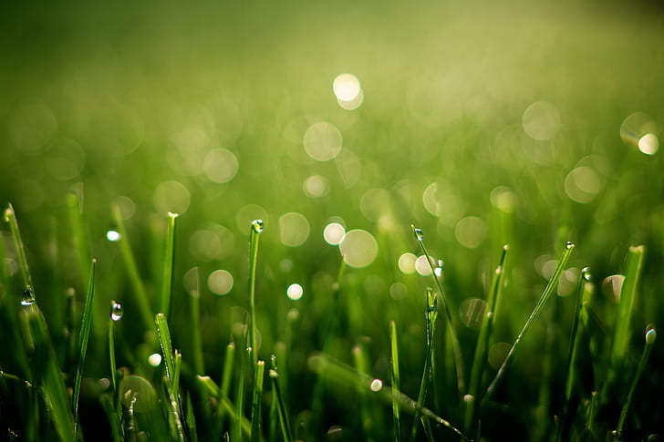 macro photography of green grass field, Morning Dew, bokeh, dof, HD wallpaper