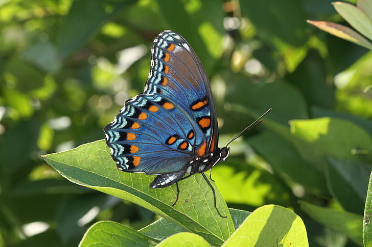 blue, orange, and black butterfly on green leaf in closeup photography, spotted, spotted