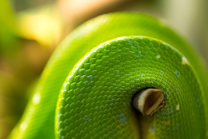 green and white plastic container, snake, animals, nature, macro, HD wallpaper