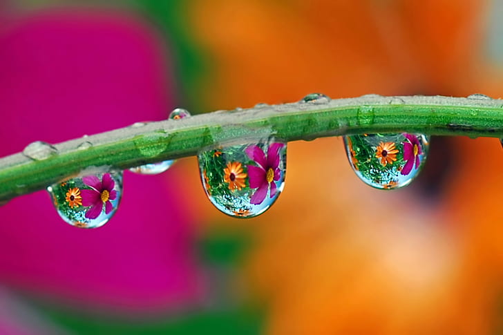 macro photo of water dew on green plant steam, rain drop, gardens