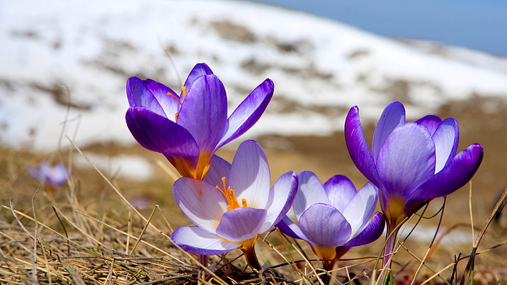 purple flowers, snowdrops, plant, petals, nature, crocus, beauty In Nature