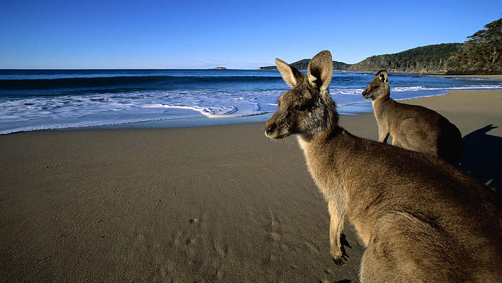 Kangaroos on Beach, animals, HD wallpaper