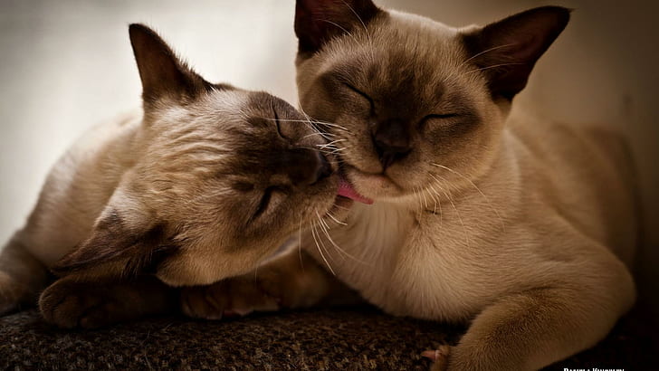 Two Siamese Kittens, feline, kissing, cute, animals, HD wallpaper
