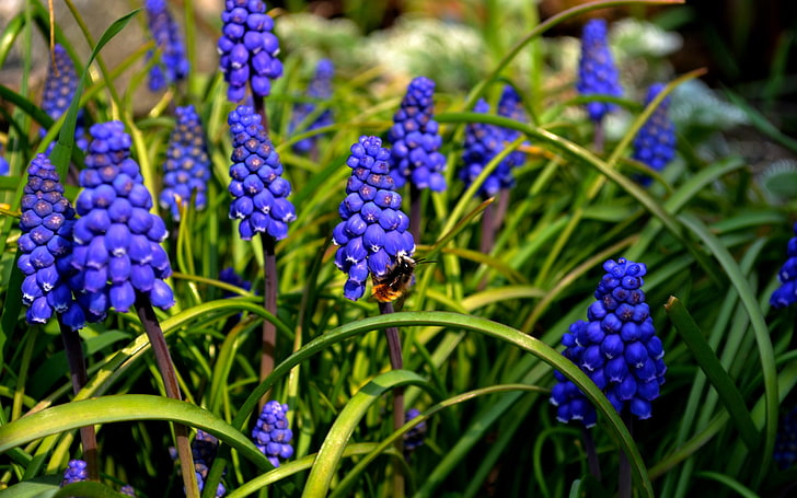 purple flowers, nature, bees, muscari, blue flowers, plant, flowering plant, HD wallpaper